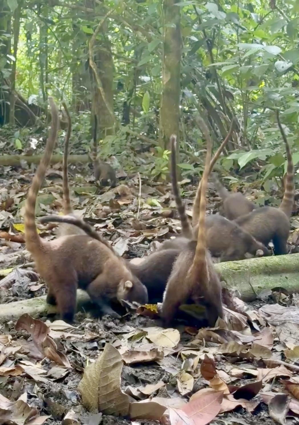 One of the most diverse places on the planet, Corcovado National Park, Costa Rica